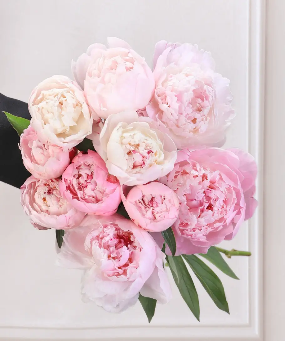CHAUMETON ROSES PIVOINES
